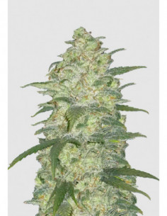 Just Seeds - White Widow [AUTO]