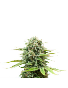 Just Seeds - Amnesia Haze [FEM]