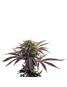 Just Seeds - Purple Kush [FEM]