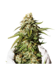 Just Seeds - Bubble Gum XXL [AUTO]