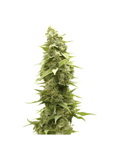 Just Seeds - Jack Herer [AUTO]