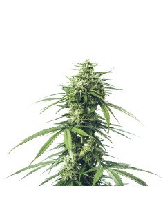 Just Seeds - Saparot Skunk [FEM]
